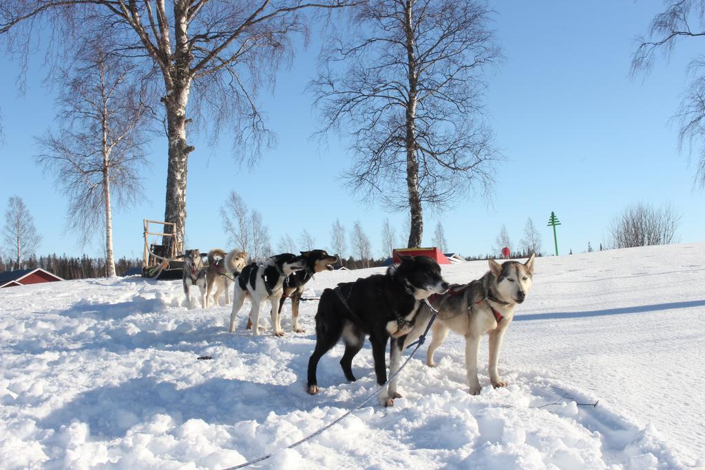 Nordic Lapland Frevisoeren Otel Båtskärsnäs Dış mekan fotoğraf
